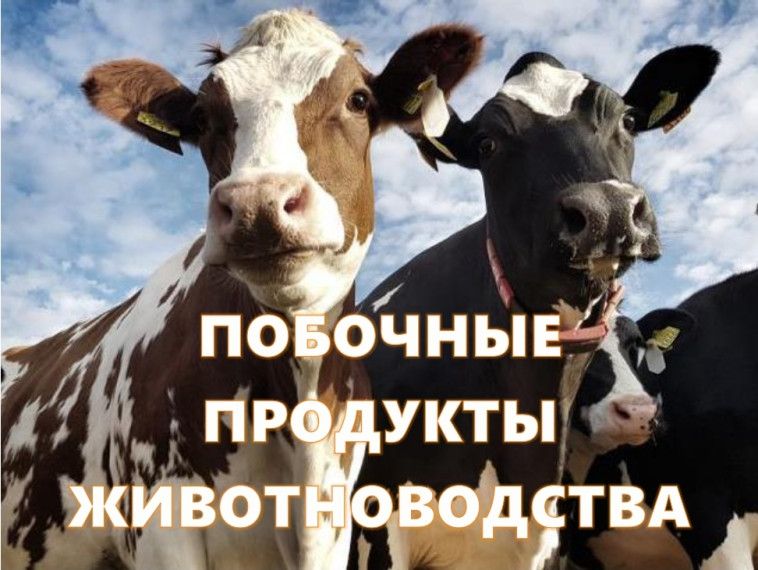 Дербентская межрайонная природоохранная прокуратура разъясняет законодательство об административной ответственности за несоблюдение требований к обращению побочных продуктов животноводства. Дербентская межрайонная природоохранная прокуратура разъясняет законодательство об административной ответственности за несоблюдение требований к обращению побочных продуктов животноводства.